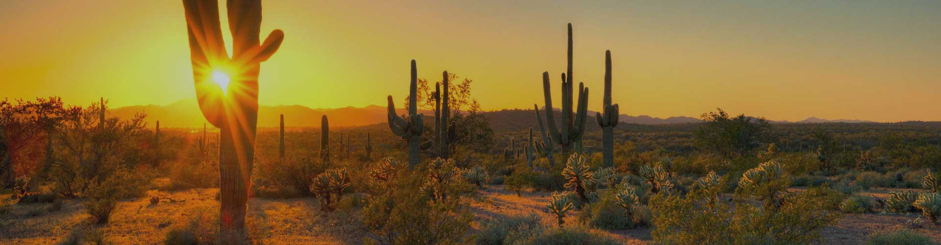 Tucson desert at sunset